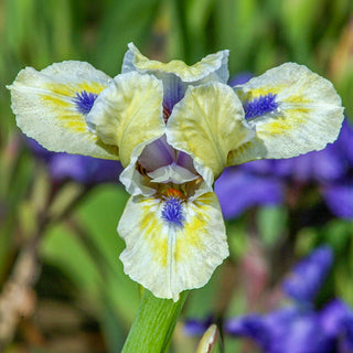 Bright Blue Eyes Dwarf Bearded Iris Seeds